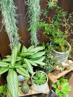 観葉植物: 観葉植物は種類・サイズ豊富! 観葉植物: 観葉植物は種類・サイズ豊富!