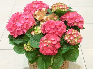あじさいはボリュームもたっぷり。鉢植え・庭植えどちらでも毎年開花! あじさいはボリュームもたっぷり。鉢植え・庭植えどちらでも毎年開花!