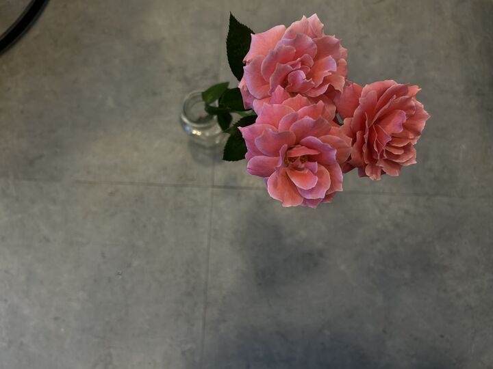 パケ・ドゥ パケ・ドゥ