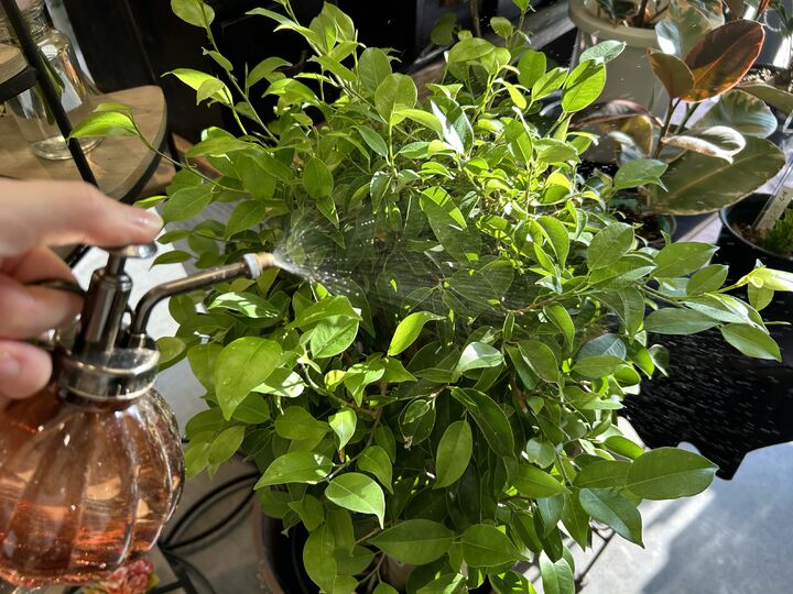 パケ・ドゥ パケ・ドゥ