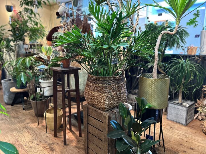 パケ・ドゥ パケ・ドゥ